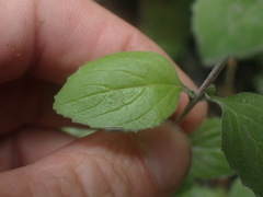 Epilobium rotundifolium
