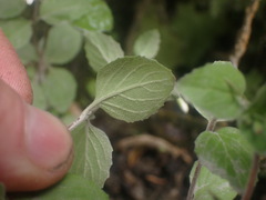 Epilobium rotundifolium