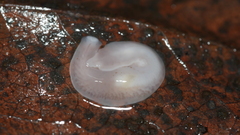 Dendrocoelidae