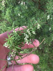 Leucopogon fasciculatus