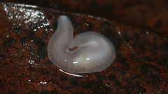 Dendrocoelidae