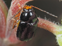 Cryptocephalus ocellatus