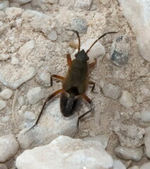 Rhyparochromus