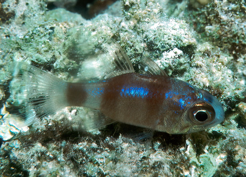 Banda cardinalfish (Nectamia bandanensis) — Apogonidae — 4
