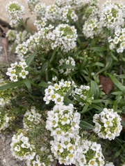 Lobularia maritima
