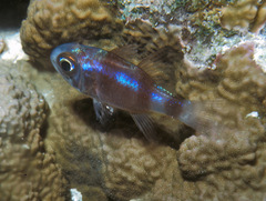 Nectamia bandanensis