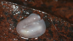 Dendrocoelidae