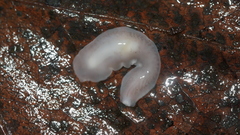 Dendrocoelidae