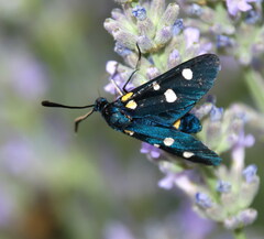Zygaena ephialtes