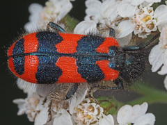 Trichodes alvearius