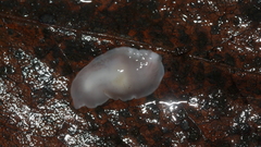 Dendrocoelidae