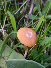 Agrocybe