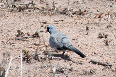 Oena capensis capensis