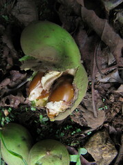 Madhuca longifolia latifolia