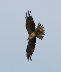 Milvus migrans migrans