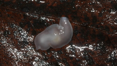 Dendrocoelidae
