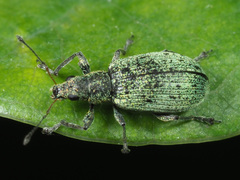 Polydrusus cervinus