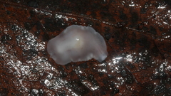 Dendrocoelidae