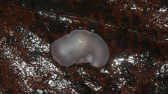 Dendrocoelidae