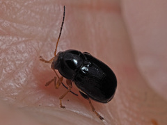 Cryptocephalus ocellatus