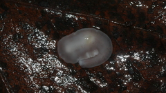 Dendrocoelidae