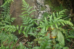 Asplenium lyallii