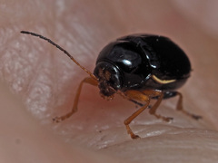 Cryptocephalus ocellatus