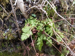 Woodsia obtusa