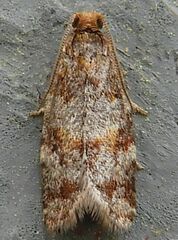 Argyrotaenia