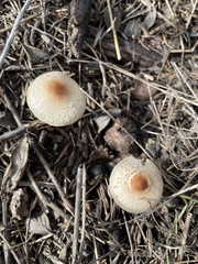 Lepiota castaneidisca