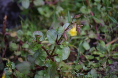 Erythranthe glabrata