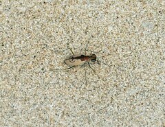 Cylindera suturalis