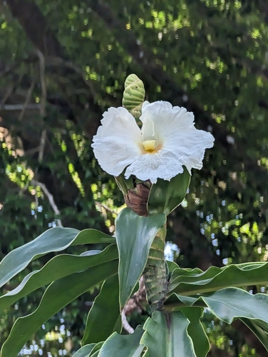 Dimerocostus strobilaceus (Dimerocostus strobilaceus)