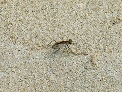Cylindera suturalis