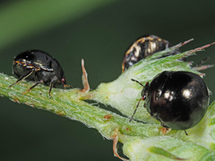 Coptosoma scutellatum