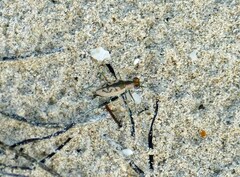 Cylindera suturalis