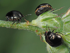 Coptosoma scutellatum