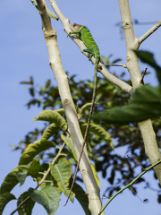 Polychrus peruvianus