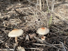 Lepiota castaneidisca