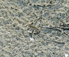 Cylindera suturalis