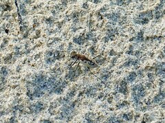 Cylindera suturalis