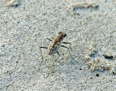 Cylindera suturalis