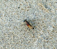 Cylindera suturalis