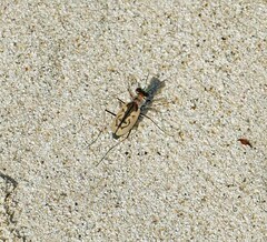 Cylindera suturalis