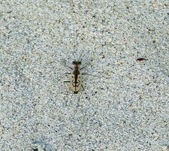 Cylindera suturalis