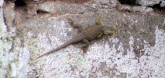 Sceloporus minor