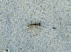 Cylindera suturalis
