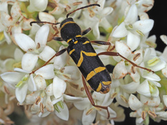 Clytus arietis