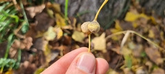 Pemphigus spyrothecae