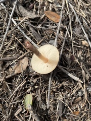 Lepiota castaneidisca